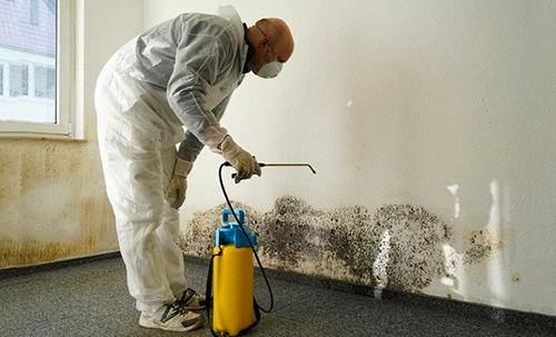 What Is Black Mold